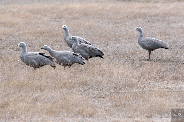 AustraliaEast 10  166